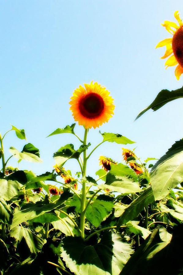 Sunflower Photograph - Sunflower #1 by Sabrina Thomas 