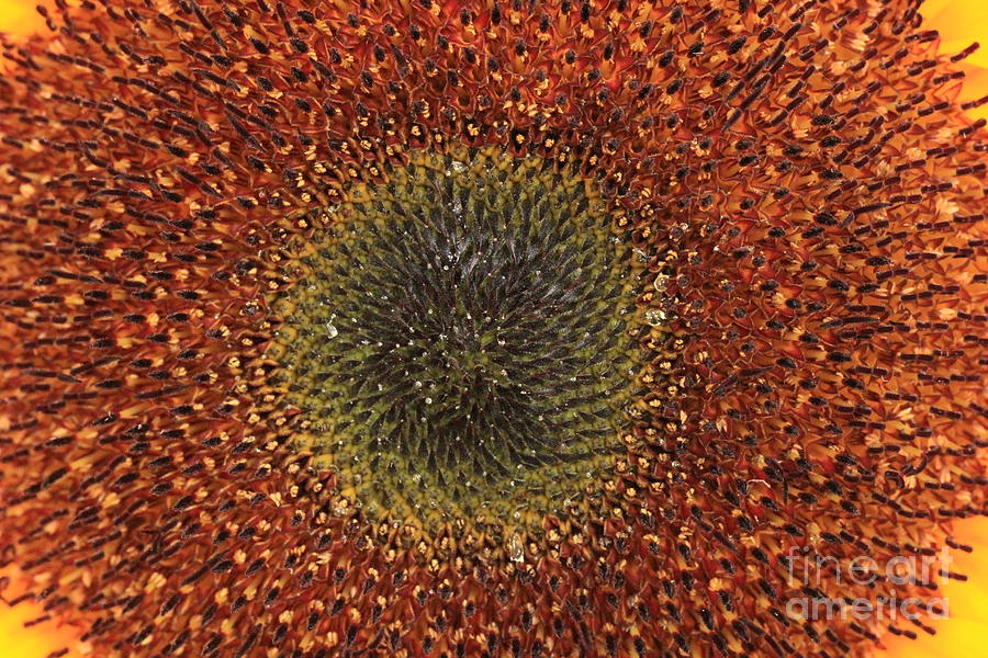 Sunflower Seeds Photograph by Amanda Mohler