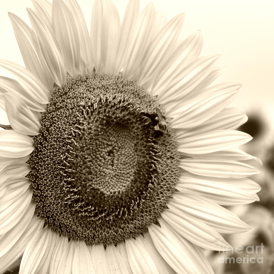 Flower Photograph - Sunflower sepia by K Hines