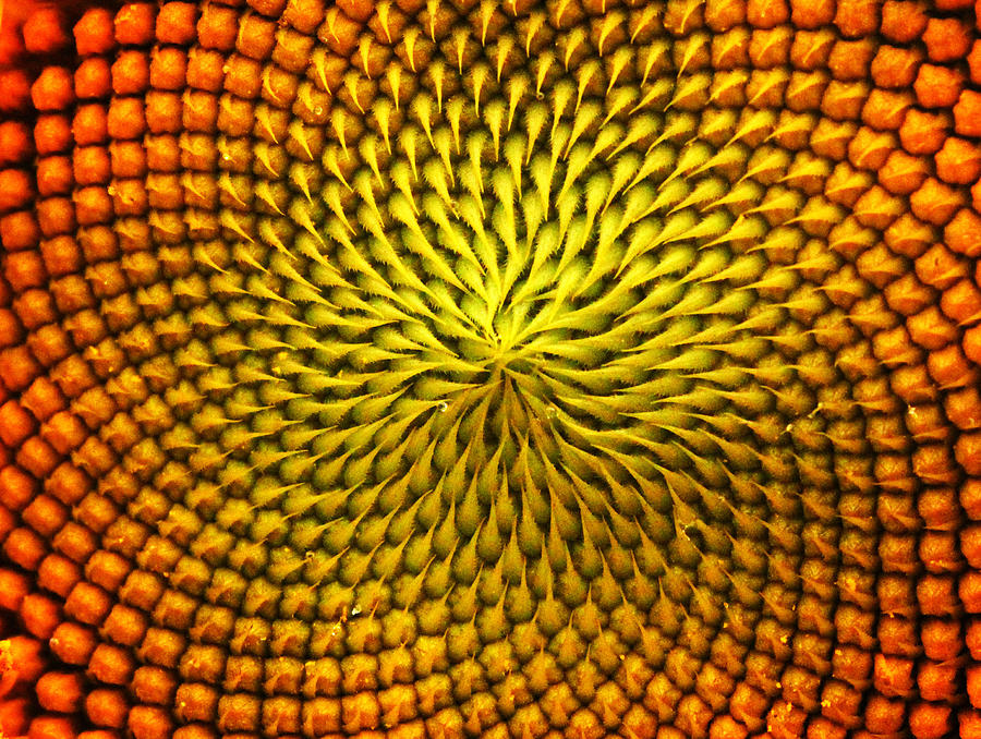 Sunflower Photograph - Sunflower #1 by Terri JS Molitor