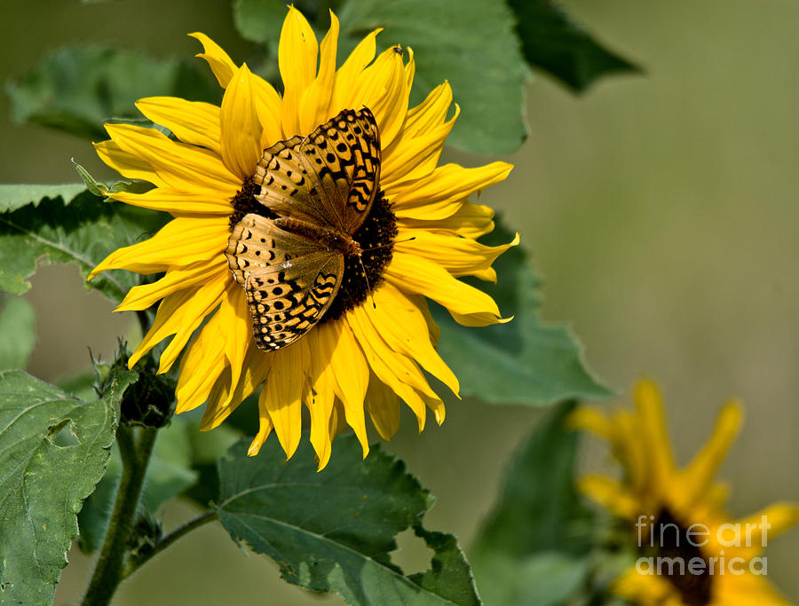 Sunflower visitor #1 Photograph by Cheryl Baxter