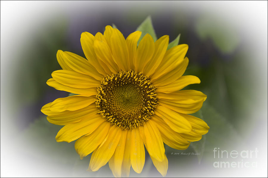 Sunflower vr. dwarf sunspot  #1 Photograph by Richard J Thompson 