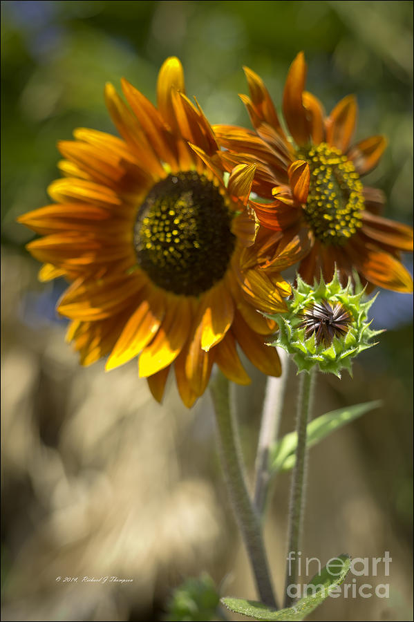Sunflower vr. velvet queen  #3 Photograph by Richard J Thompson 
