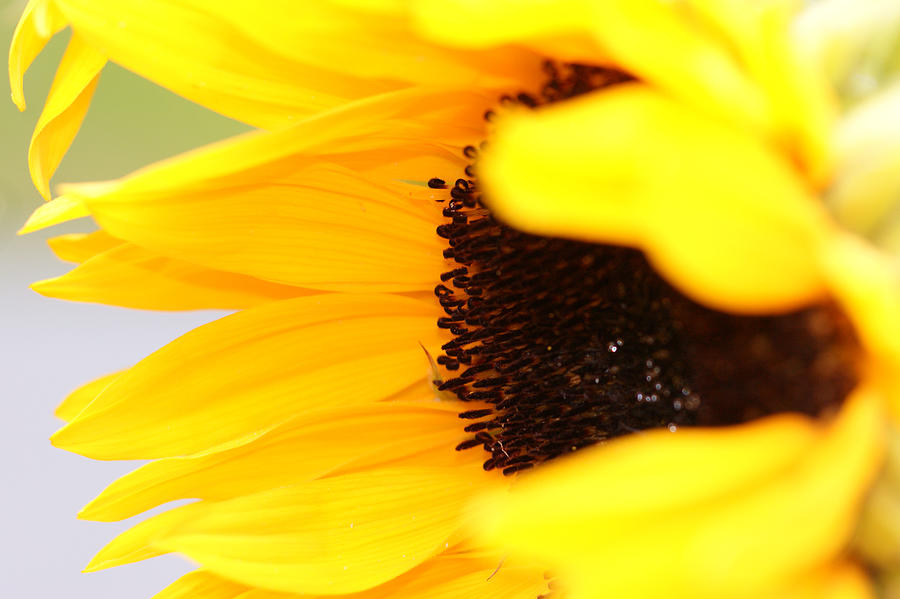Flower Photograph - Sunflowers 5 by Carol Lynch