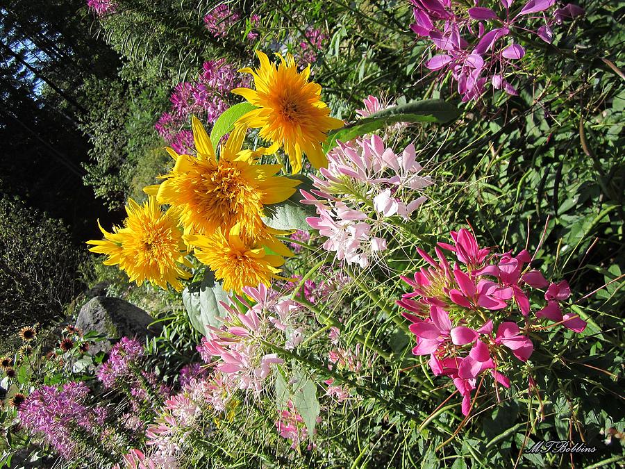 Image of Sunflowers and Cleome flowers