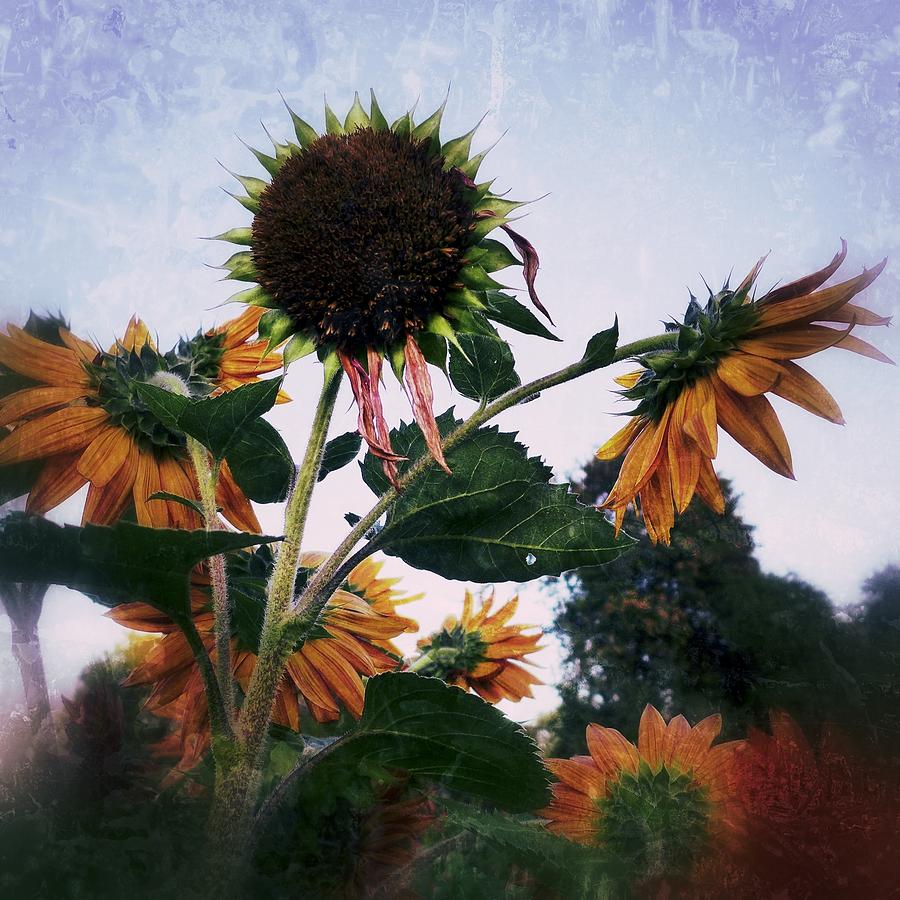 Sunflowers #1 Photograph by Anne Thurston