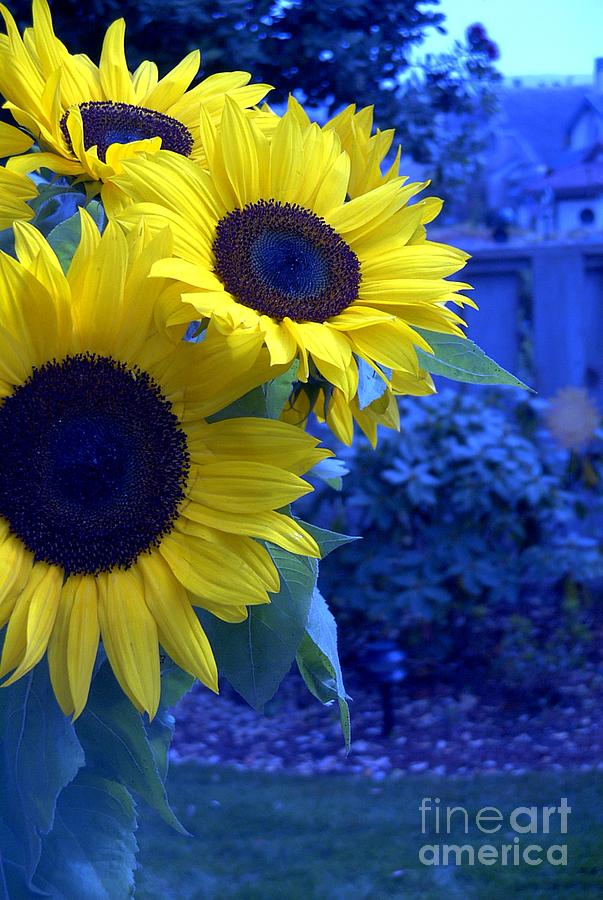 Sunflowers #1 Photograph by Arlene Carmel