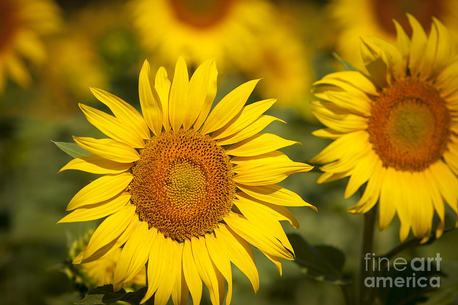 Sunflowers #1 Photograph by Brian Jannsen