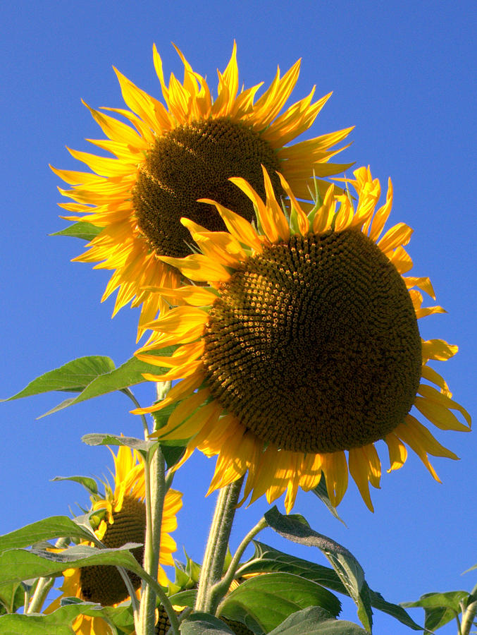 Sunflowers #2 Photograph by Caroline Stella