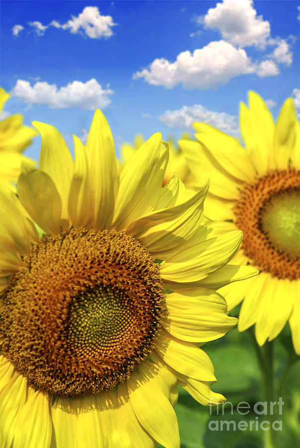 Sunflowers And Blue Sky Photograph
