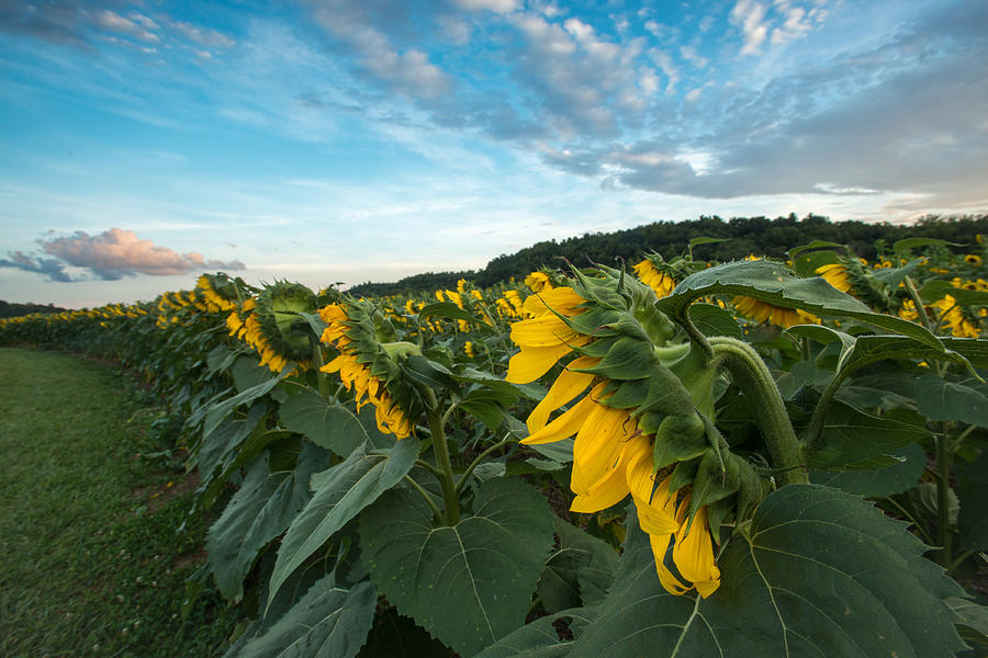 Sunflowers in the Field #1 Photograph by Joye Ardyn Durham