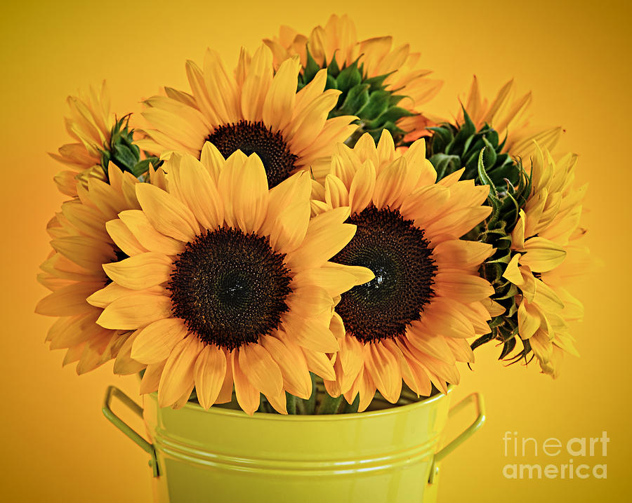 Sunflowers in vase 1 Photograph by Elena Elisseeva