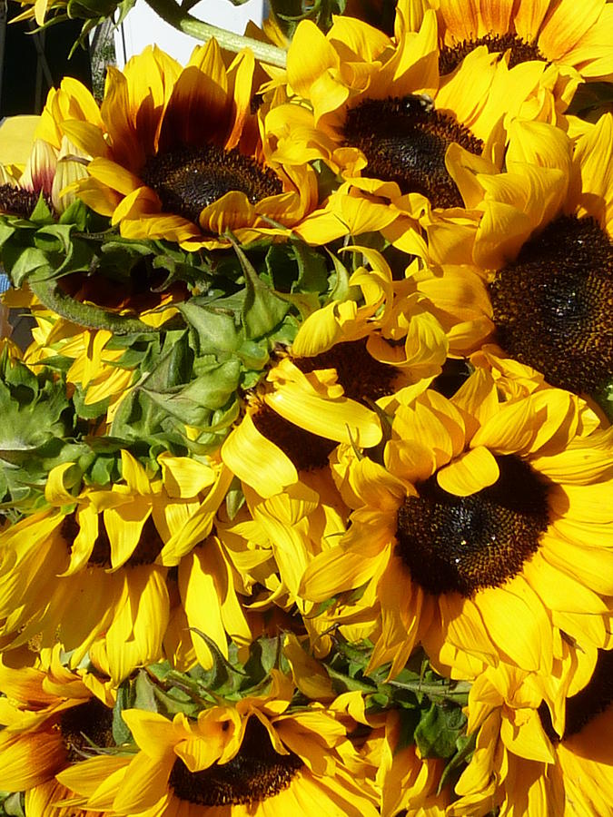 Sunflowers Photograph By Jane Rosen Fine Art America