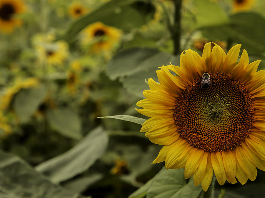 Sunflowers #1 Photograph by Kevin Senter