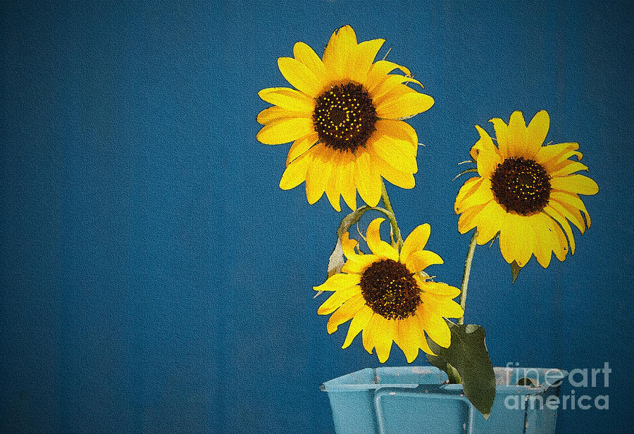 Sunflowers on Blue #1 Photograph by Sari ONeal