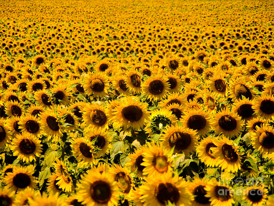 Sunflowers #1 Photograph by Tim Holt