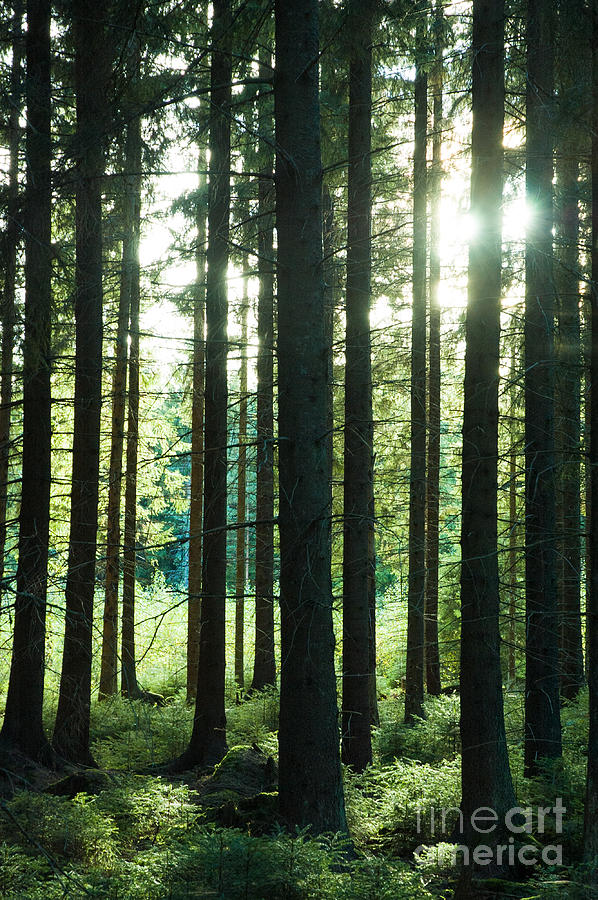 Sunlight glimpsing through tall pine trees onto a cool green und #1 Photograph by Peter Noyce