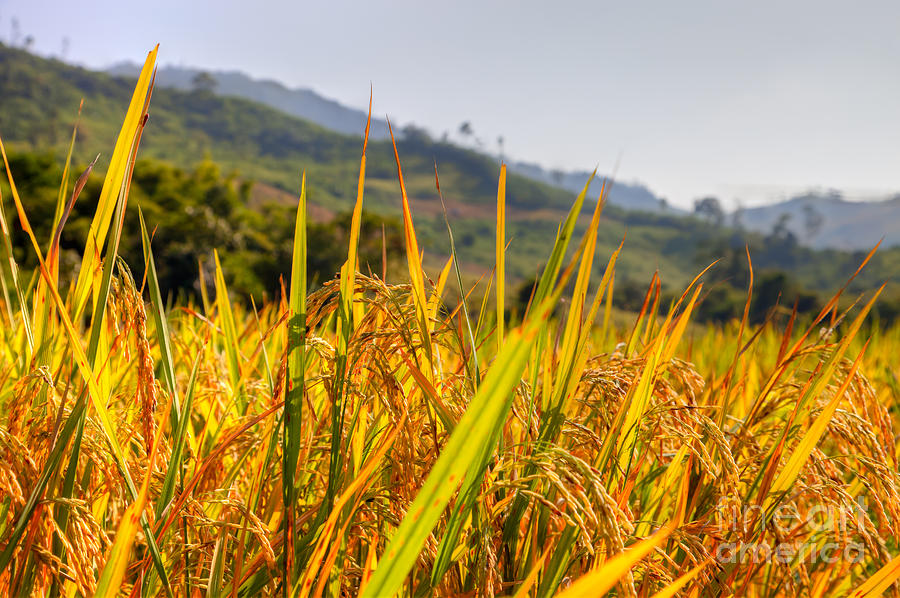 Nature Photograph - Sunlight on paddy field in Laos #1 by Fototrav Print