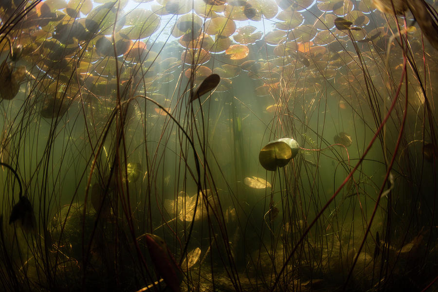 Sunlight Shines On Lily Pads Along Edge Photograph by Ethan Daniels