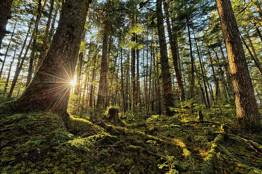 Sunlight Streams Through The Rainforest #1 Photograph by Robert Postma
