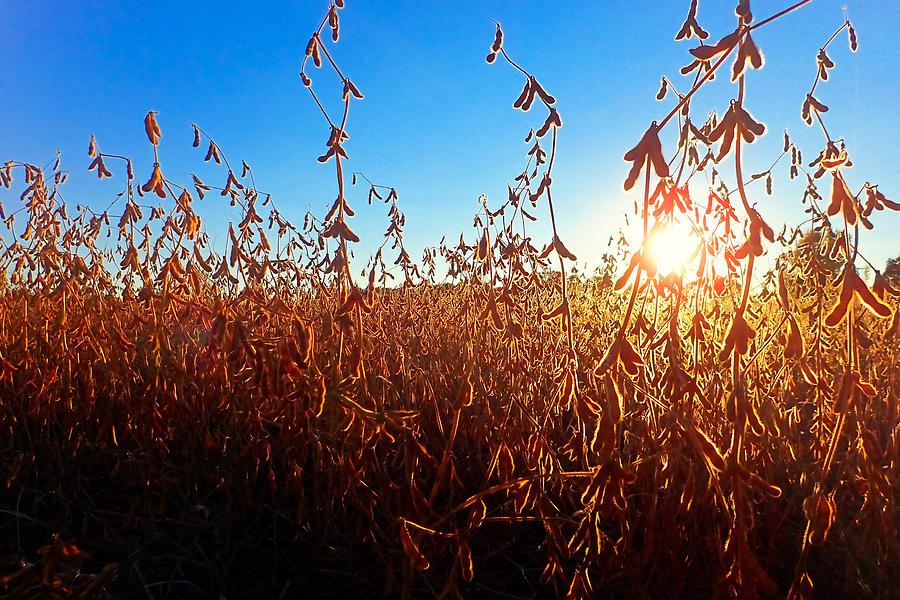 Sunlit Soybeans Photograph by Lars Lentz