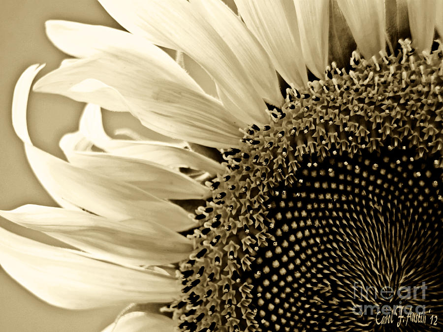 Sunflower Photograph - Sunny Bloom Sunflower by Carol F Austin