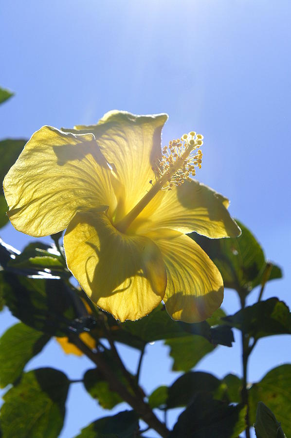 Sunny Hibiscus #1 Photograph by Laurie Perry