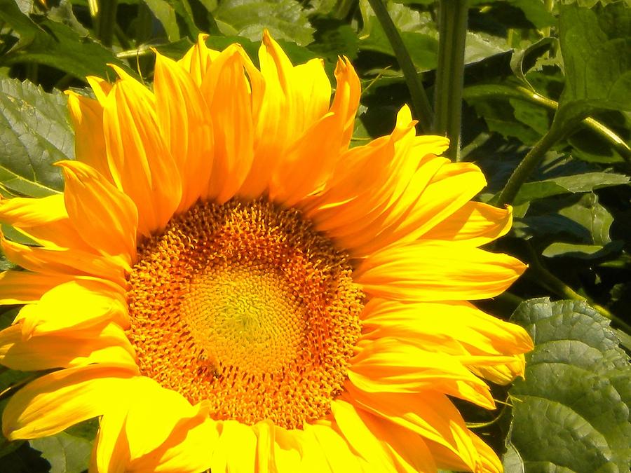 Sunny Sunflower #1 Photograph by Marilyn MacCrakin
