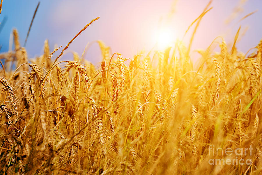 Sunny wheat field closeup #1 Photograph by Michal Bednarek