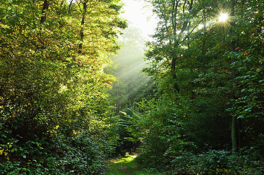 Sunrays In Forest, Hunsrueck #1 Photograph by Jochen Schlenker