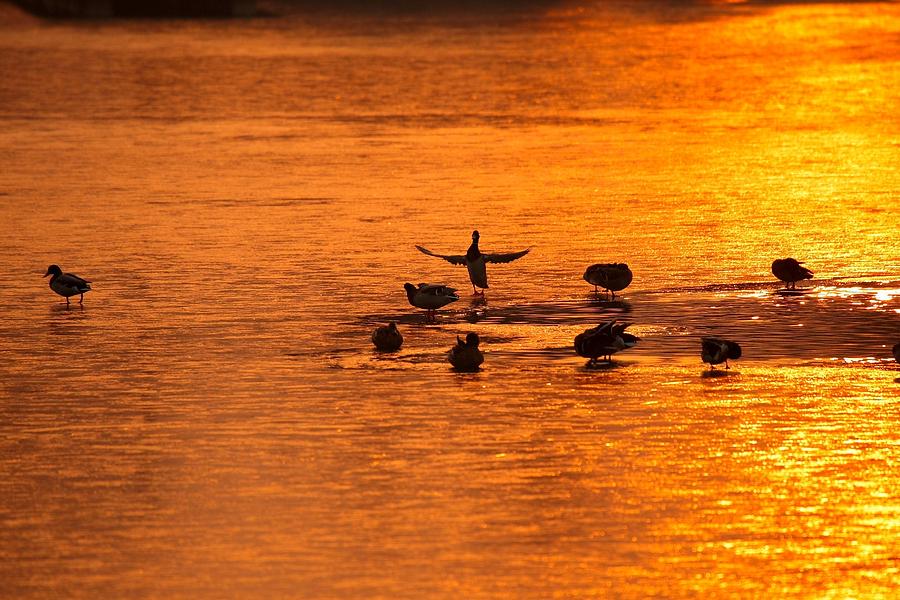 Duck Photograph - Sunrise and go #1 by Youli Xia