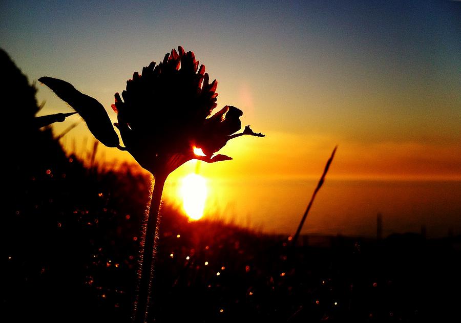 Sunrise Flower Photograph by Derryl Kuz - Fine Art America