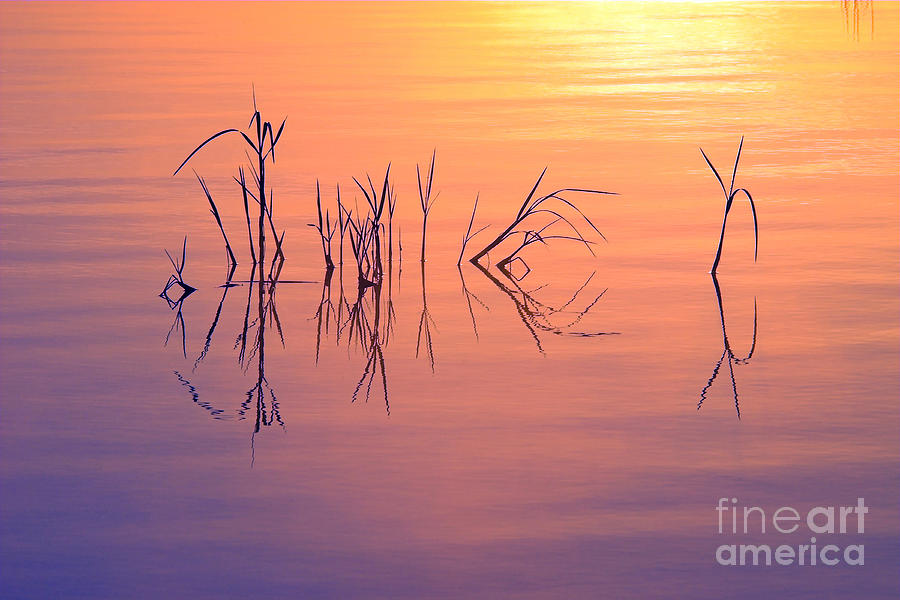 Nature Photograph - Sunrise Grass Reflections #1 by Jane Axman