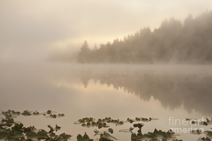 Sunrise lake in fog with trees shrouded in mist  #1 Photograph by Jim Corwin