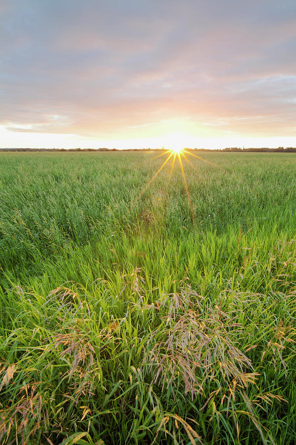 Sunrise Over Dewy Grass Field #1 Photograph by Susan Dykstra / Design Pics