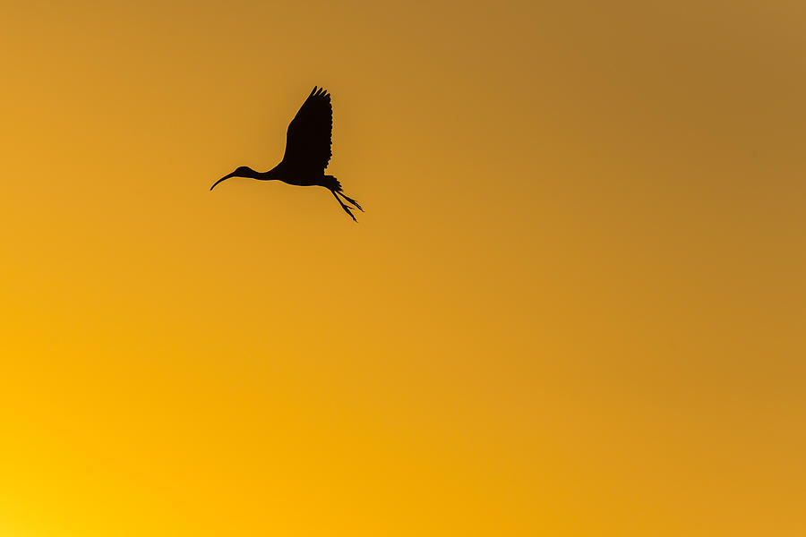 Sunset Flight #1 Photograph by Joseph Rossbach