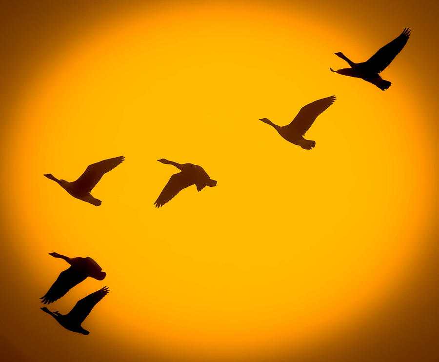 Sunset Geese #1 Photograph by Brian Stevens
