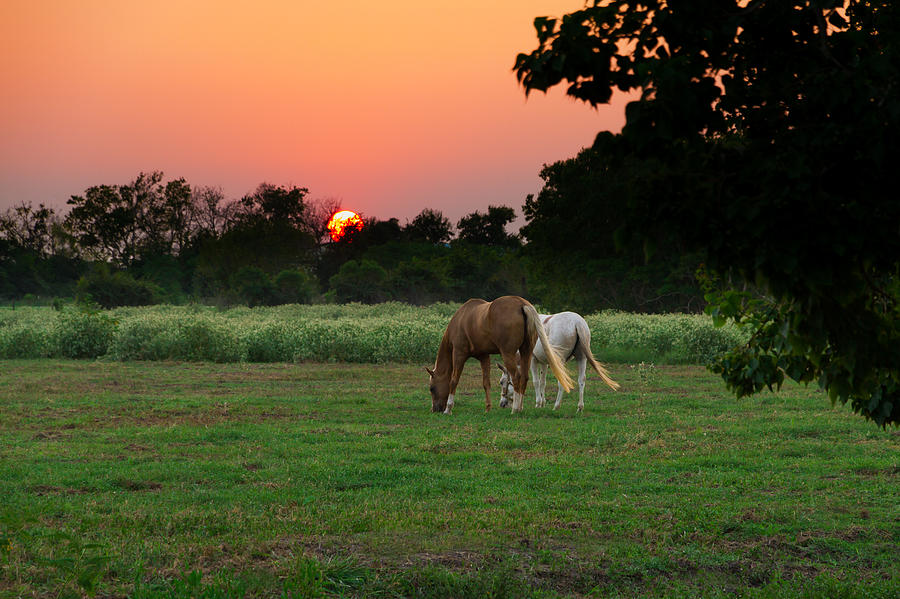 Horse Photograph - Sunset Graze #1 by Tim Stanley