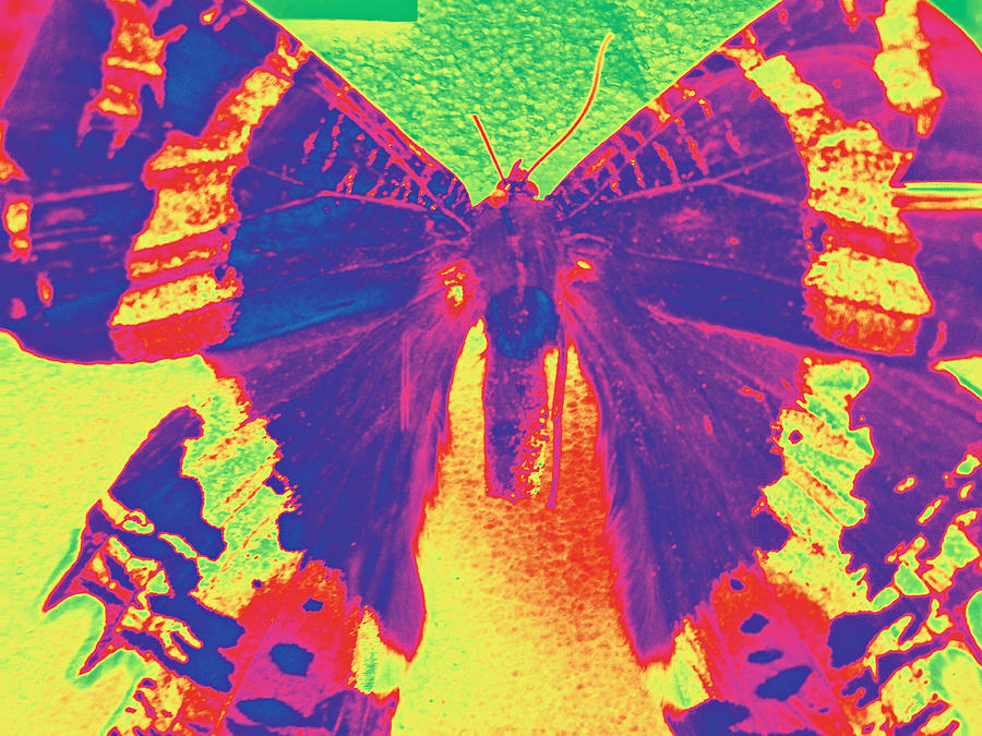 Sunset Moth #1 Photograph by Bill Owen