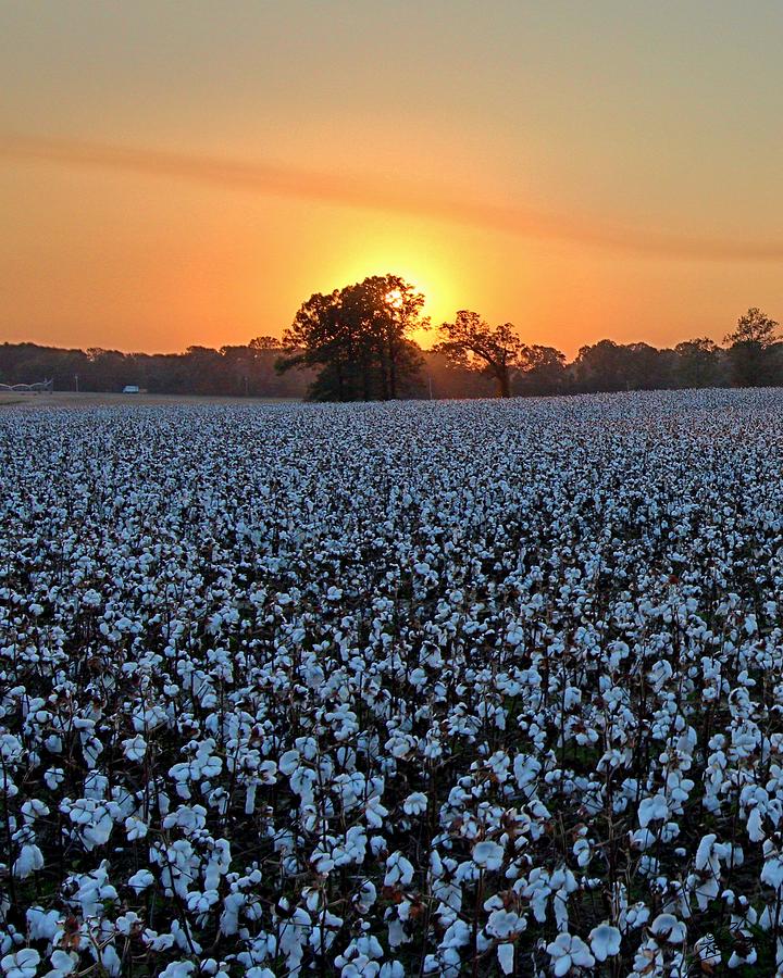 Sunset Over Cotton Photograph