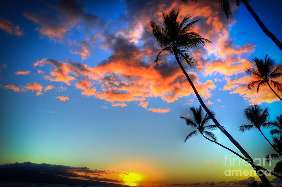 Sunset Palms #1 Photograph by Kelly Wade