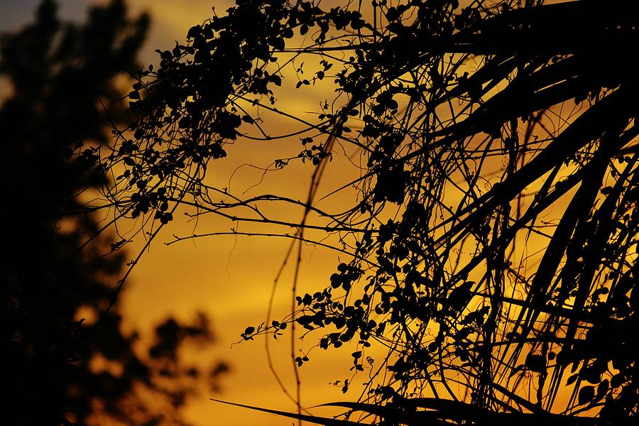 Sunset Through the Trees #1 Photograph by Tamara Michael