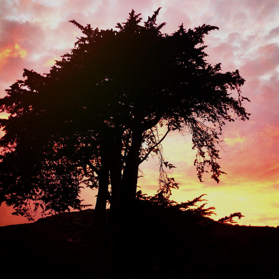 Architecture Photograph - Sunset Tree #1 by Gregg Jabs