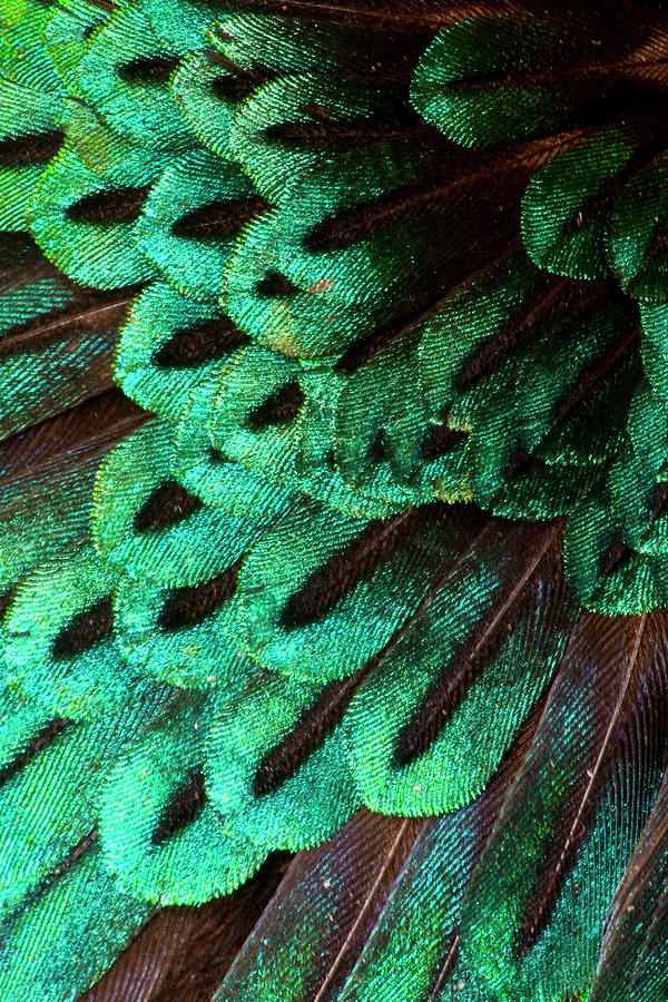 Feather Still Life Photograph - Superb Bird Of Paradise #1 by Darrell Gulin