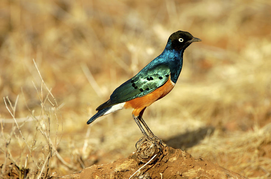 Lamprotornis Superbus Photograph - Superb Starling by Dr P. Marazzi/science Photo Library Lamprotornis Superbus Photograph - Superb Starling by Dr P. Marazzi/science Photo Library