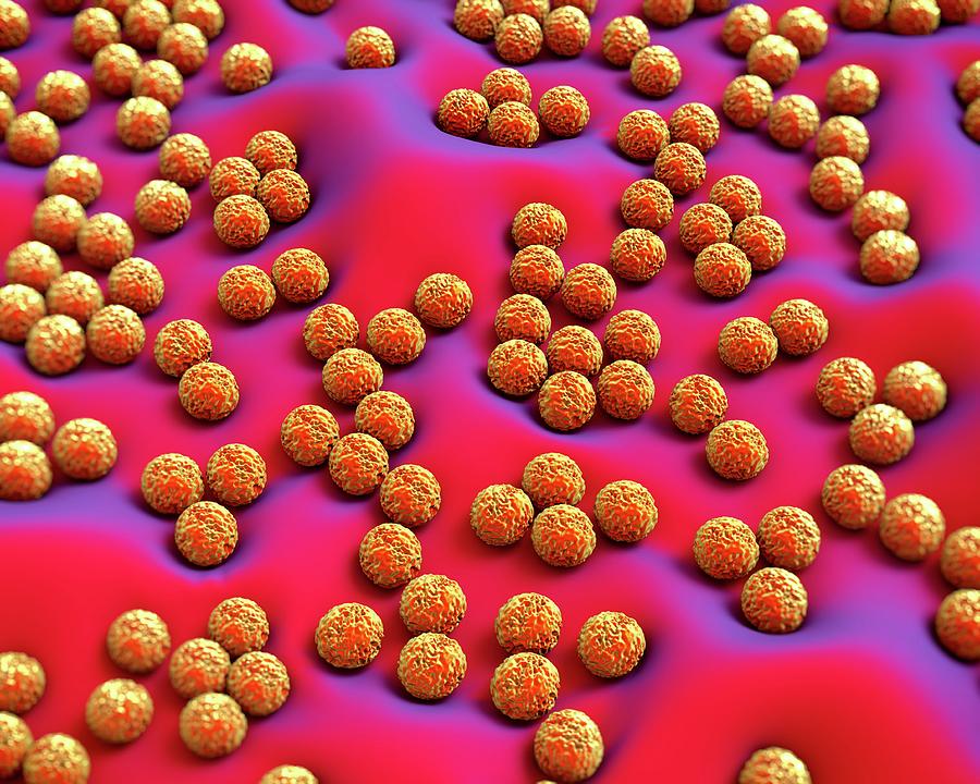 Superbug Bacteria Photograph By Science Artwork | Pixels