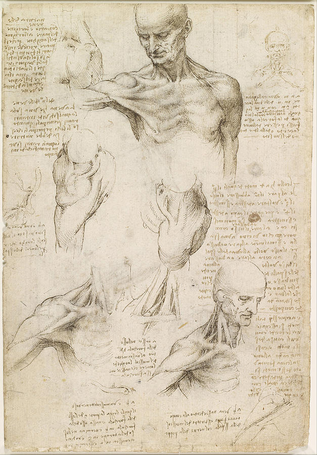 Superficial anatomy of the shoulder and neck #1 Drawing by Leonardo da Vinci