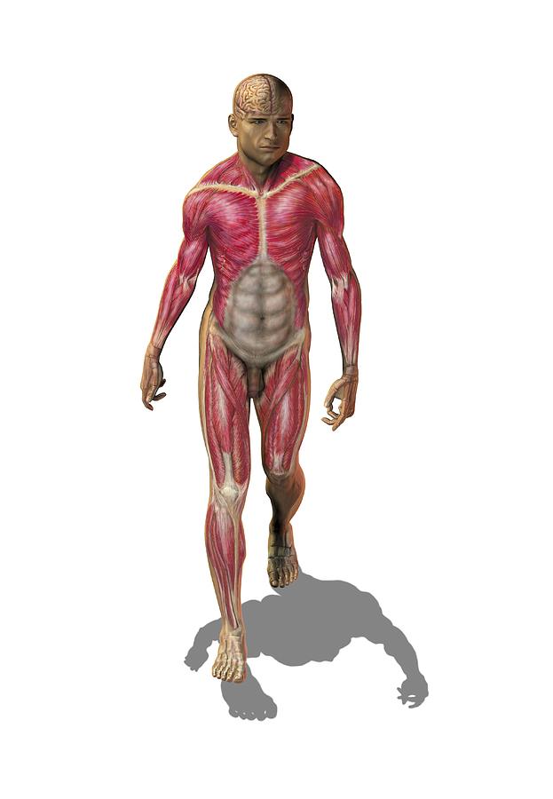 Human Photograph - Superficial human muscles, artwork #1 by Science Photo Library