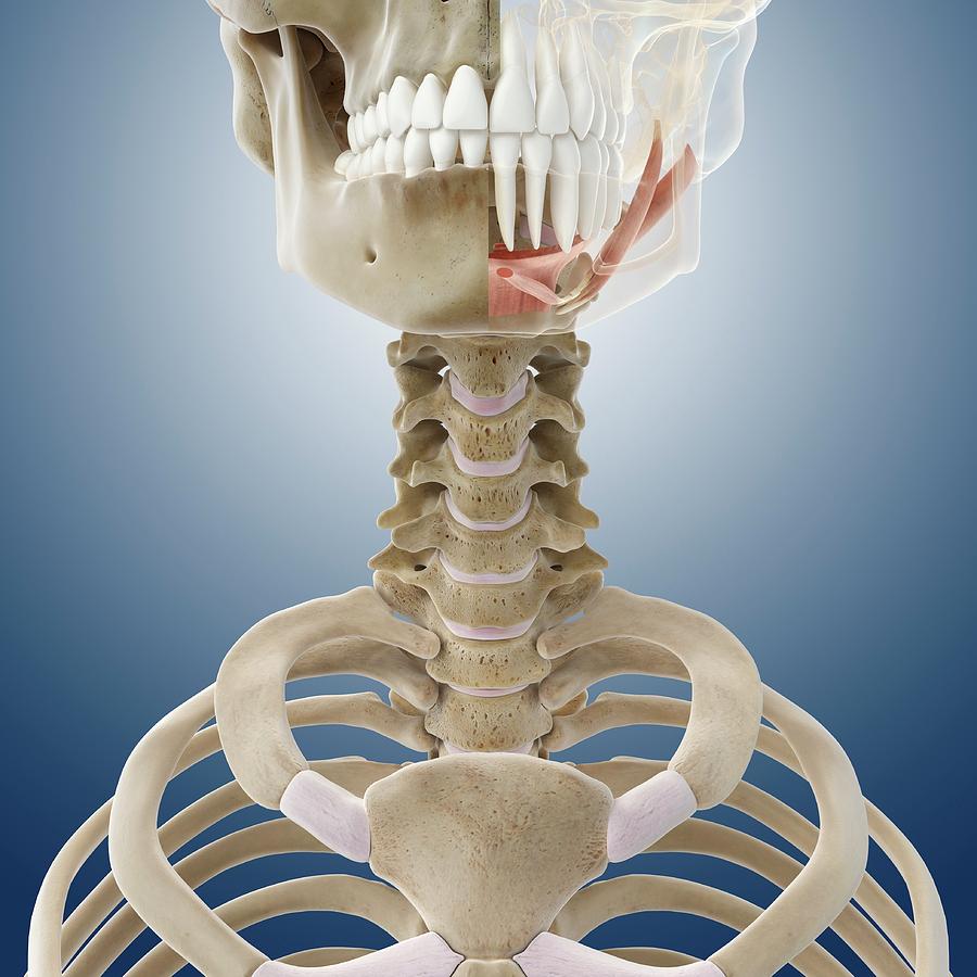suprahyoid muscles