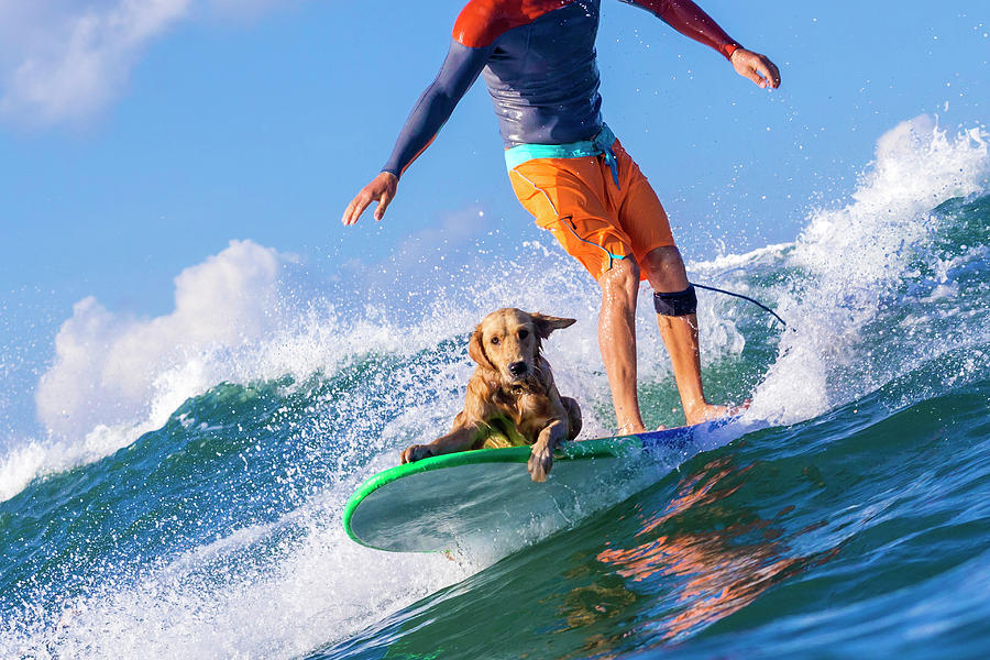 Nature Photograph - Surfer With A Dog On The Surfboard #1 by Konstantin Trubavin